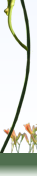 Blumenstengel